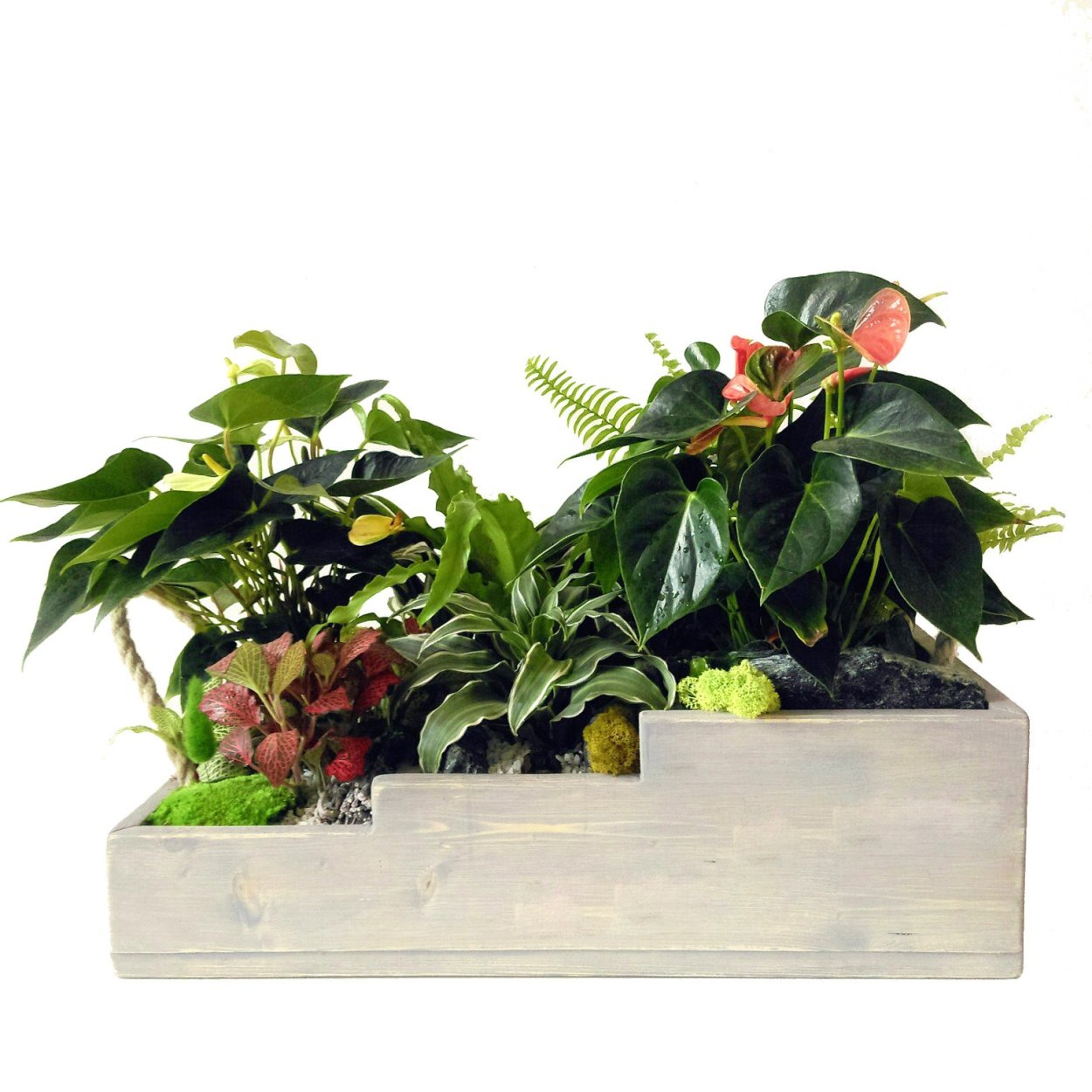 Горшечные композиции из комнатных растений