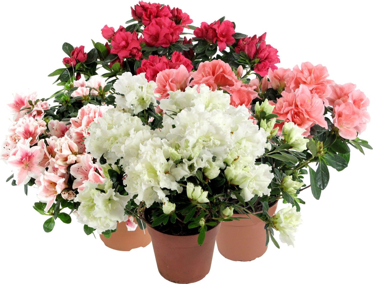 Азалия Индика белая