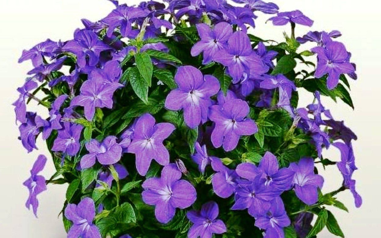 Броваллия великолепная Блу Белл