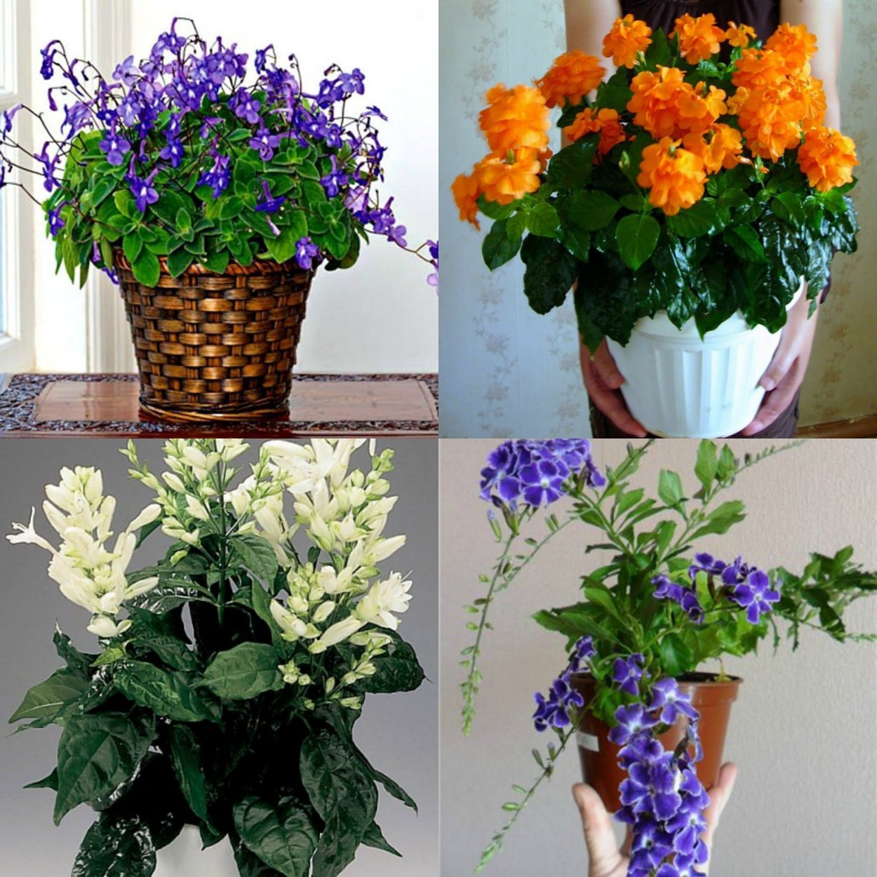 Цветок Кассандра Кассандра комнатный