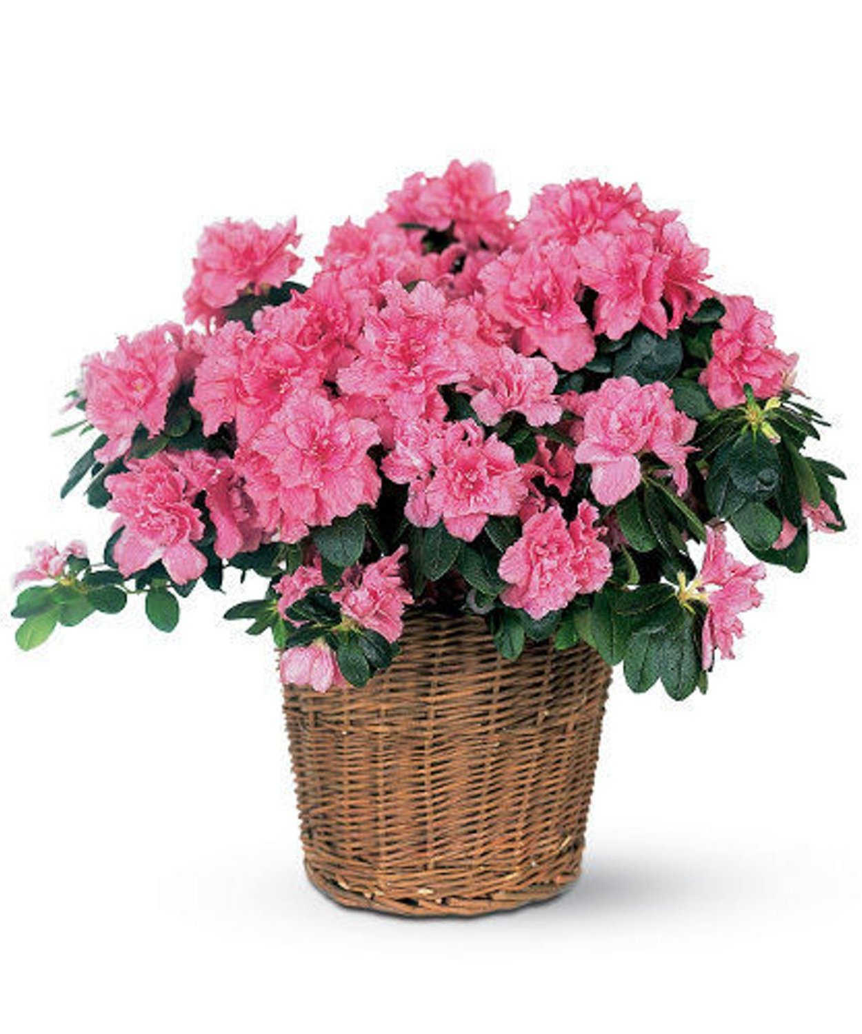 Азалия комнатная