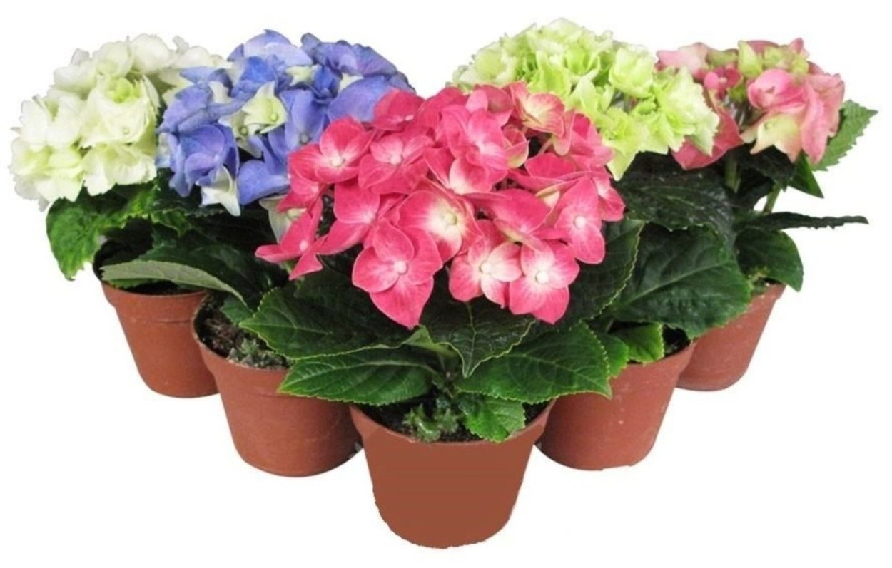 Цветок гортензия комнатная