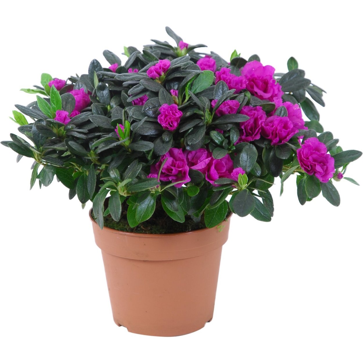 Азалия Пурпл