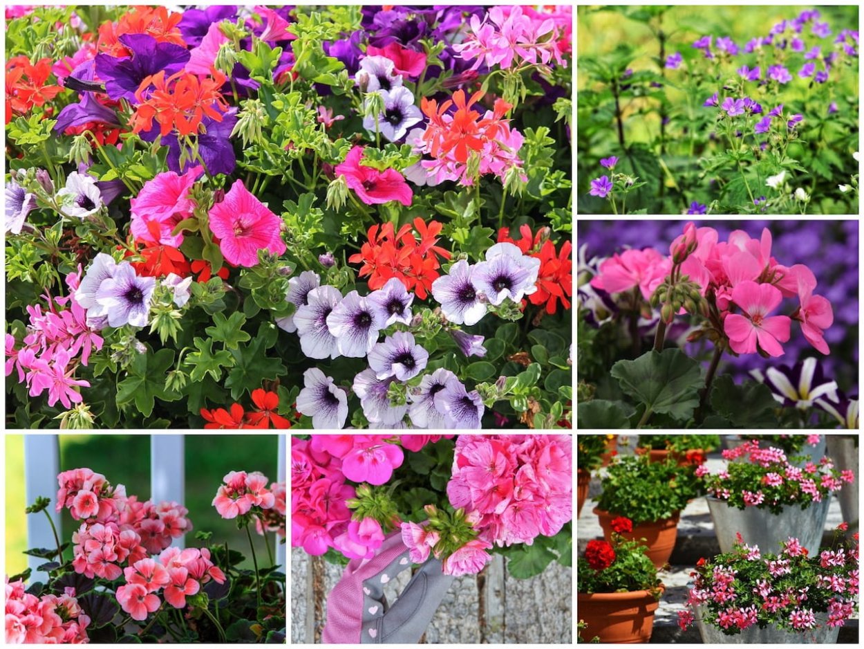 Комнатные растения долгоцветущие и неприхотливые