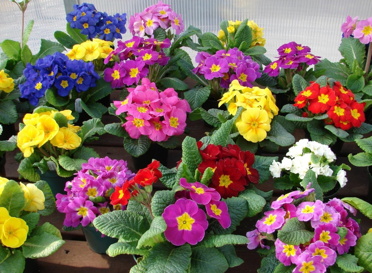 Примула ампельная