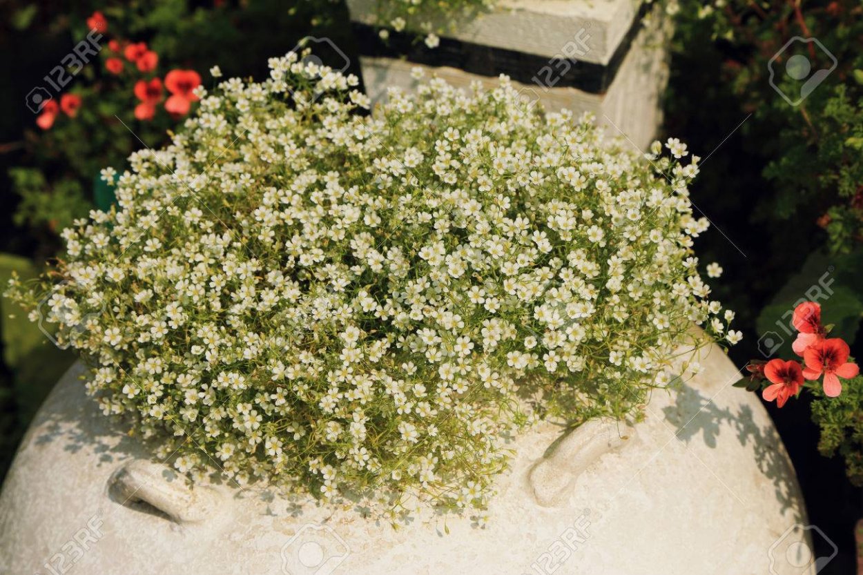 Мелкие белые цветочки в горшках