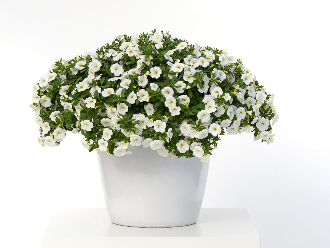 Калибрахоа Кали Вайт