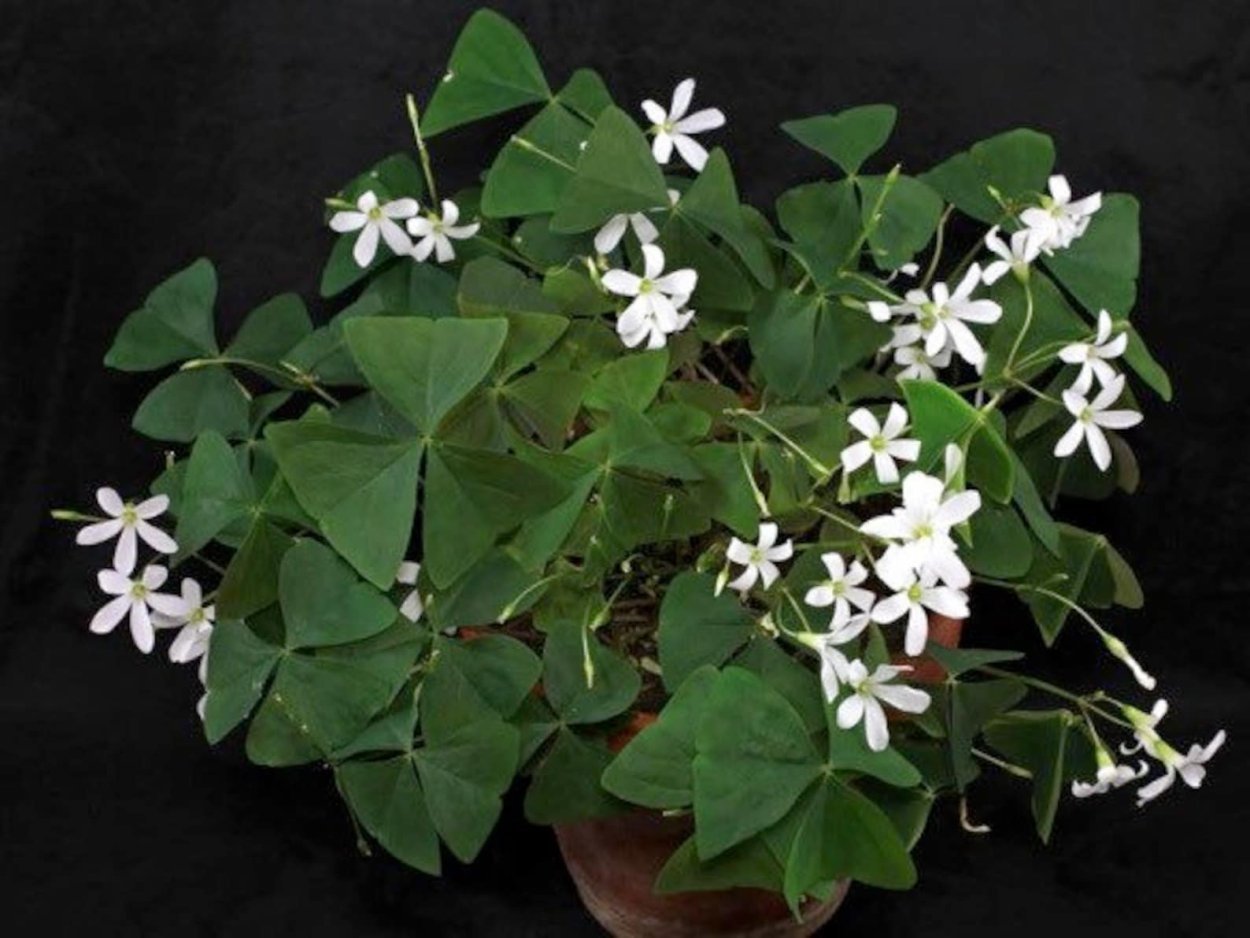 Белые цветы треугольник