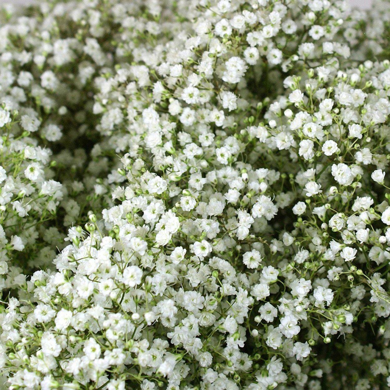 Гипсофила million Star