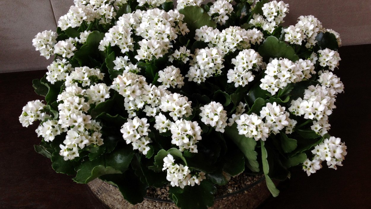 Каланхоэ цветок белый