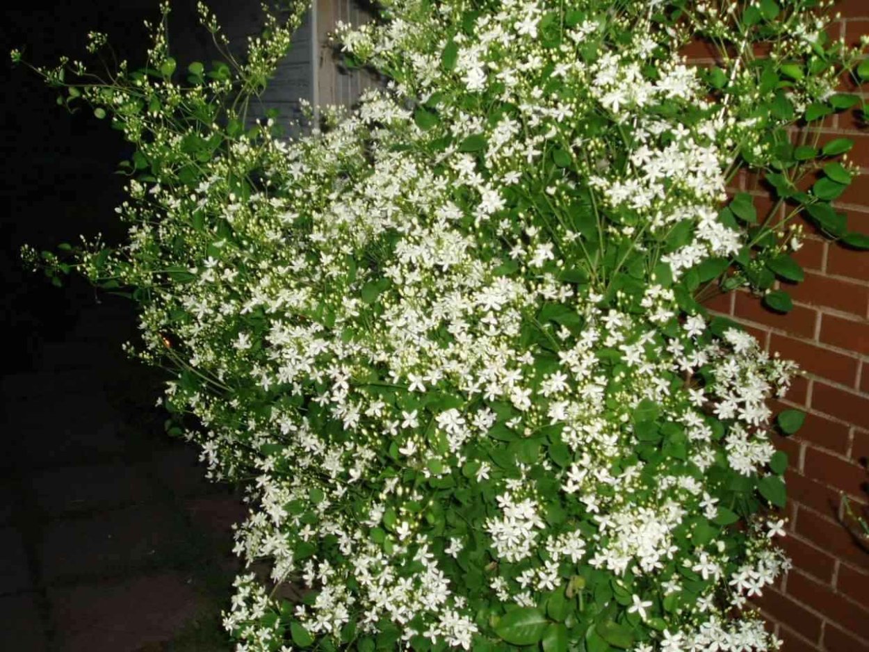 Мелкоцветковый клематис белое облако