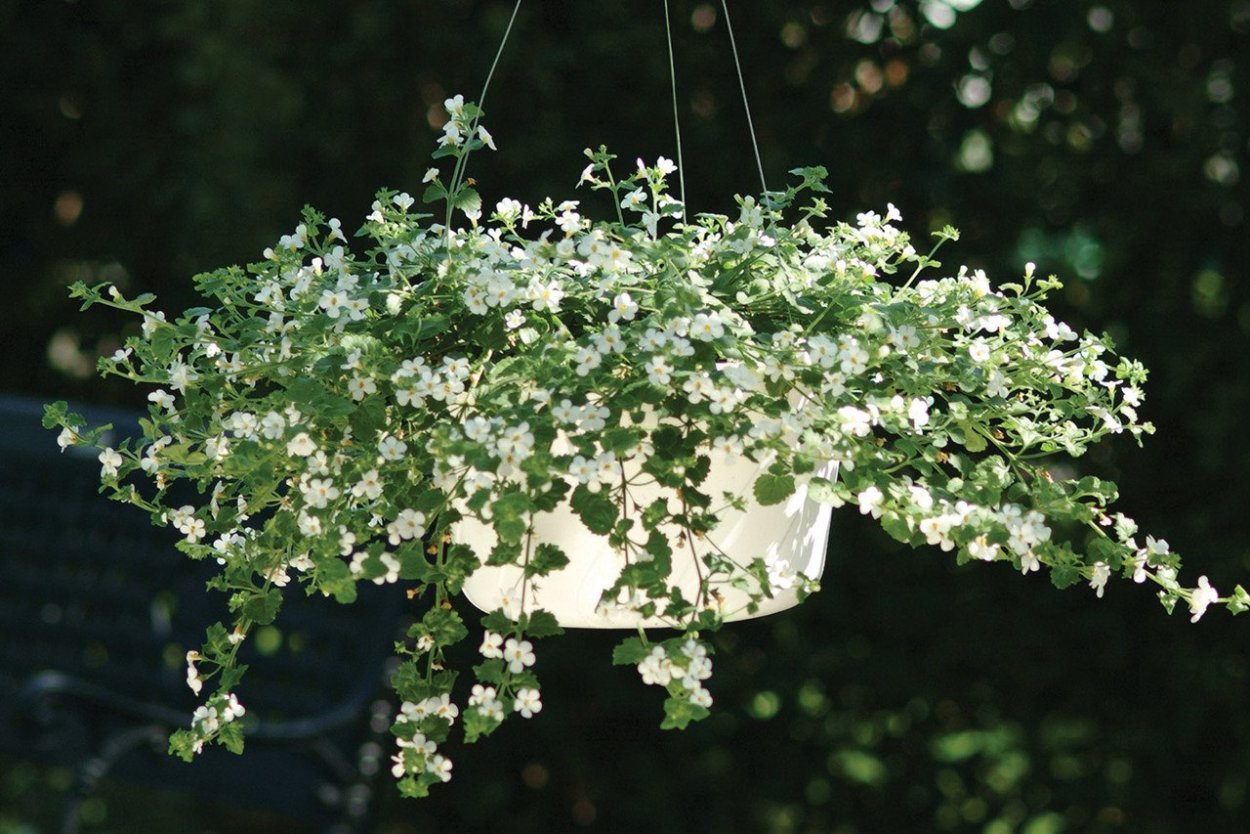 Бакопа ампельная махровая