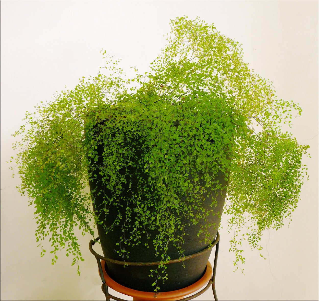 Адиантум Венерин