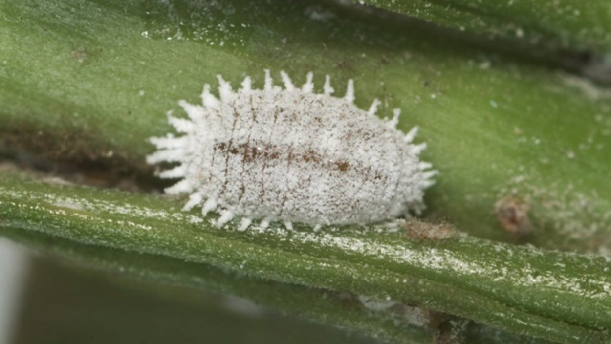 Виноградный мучнистый червец