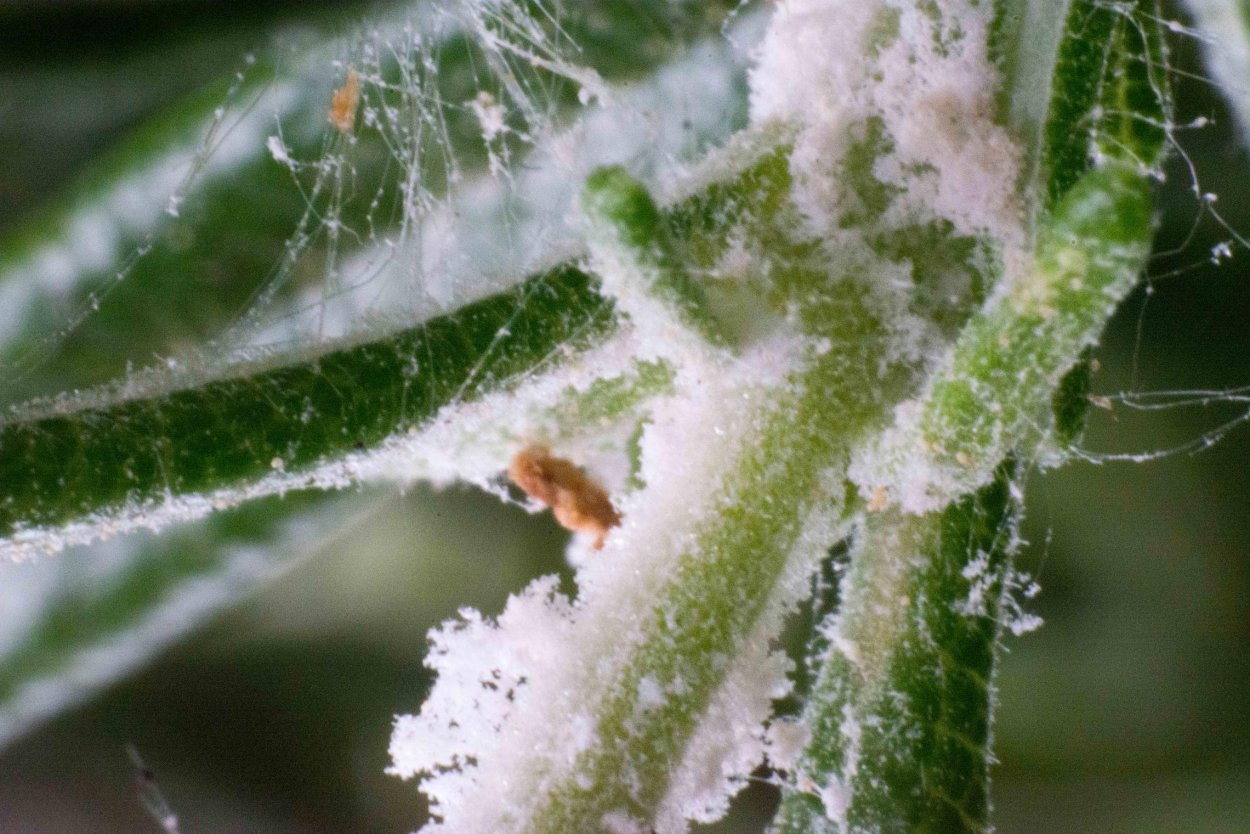 Белые вредители на комнатных растениях
