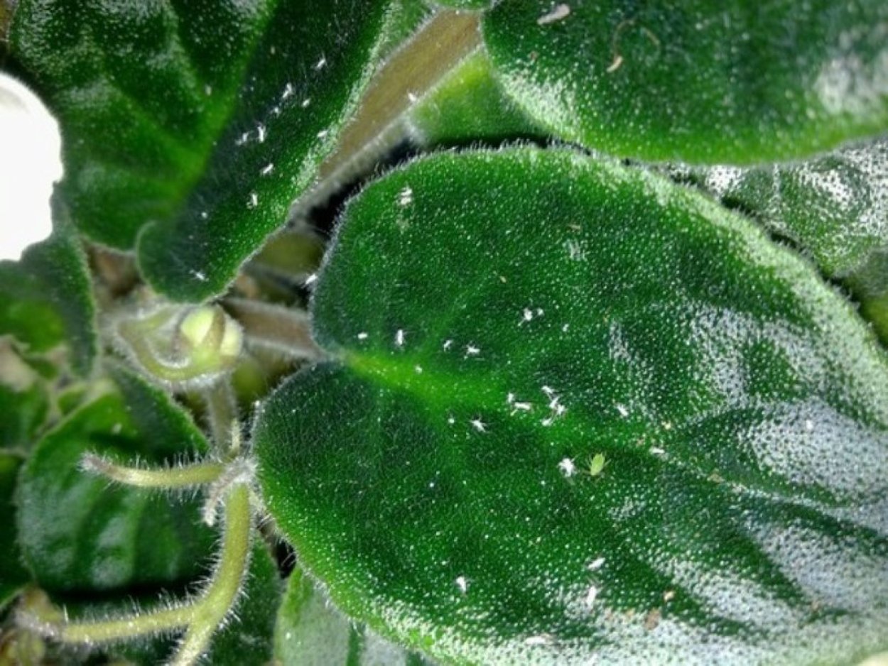 Мучнистый червец на фиалках