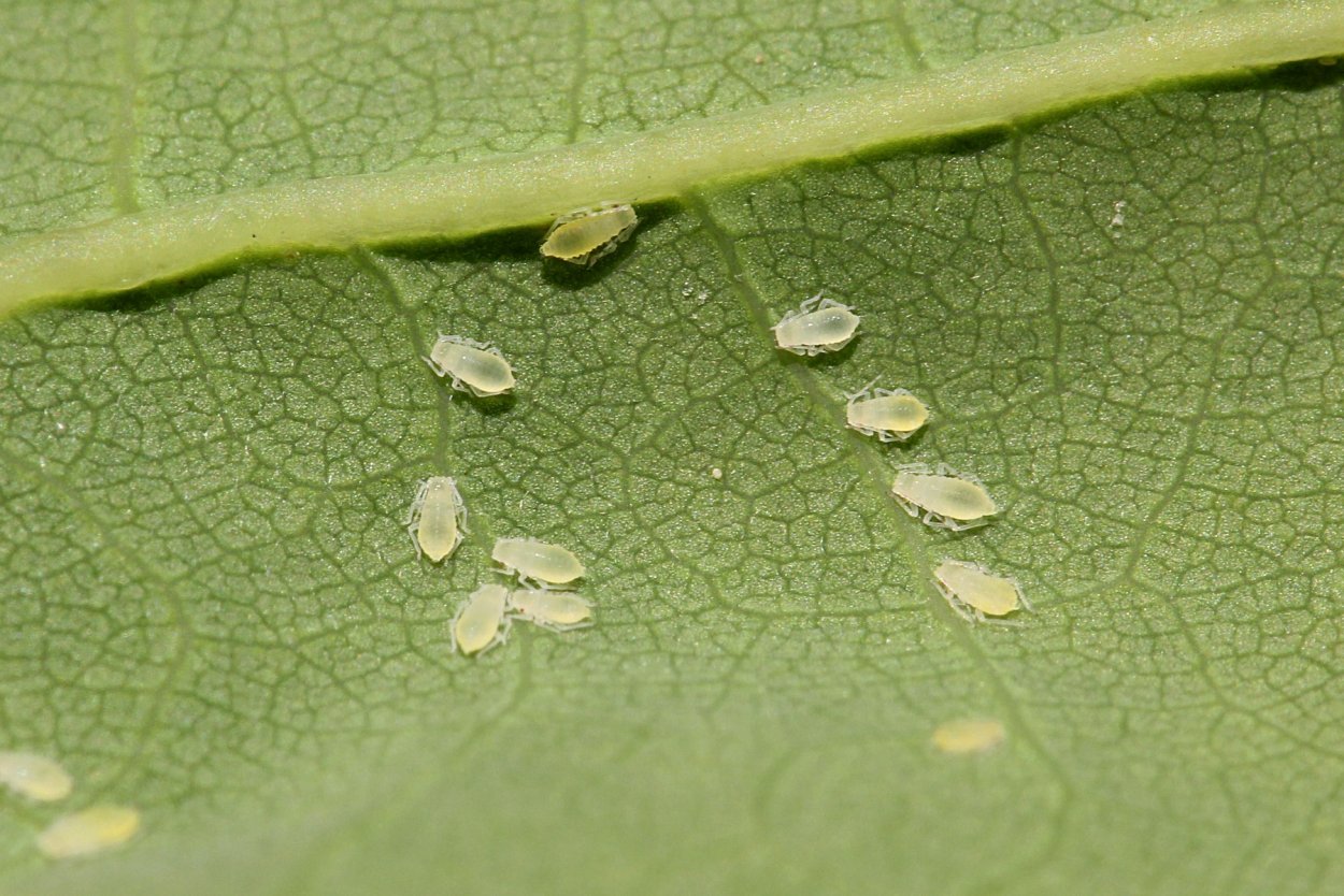 Паутинный клещ на петунии