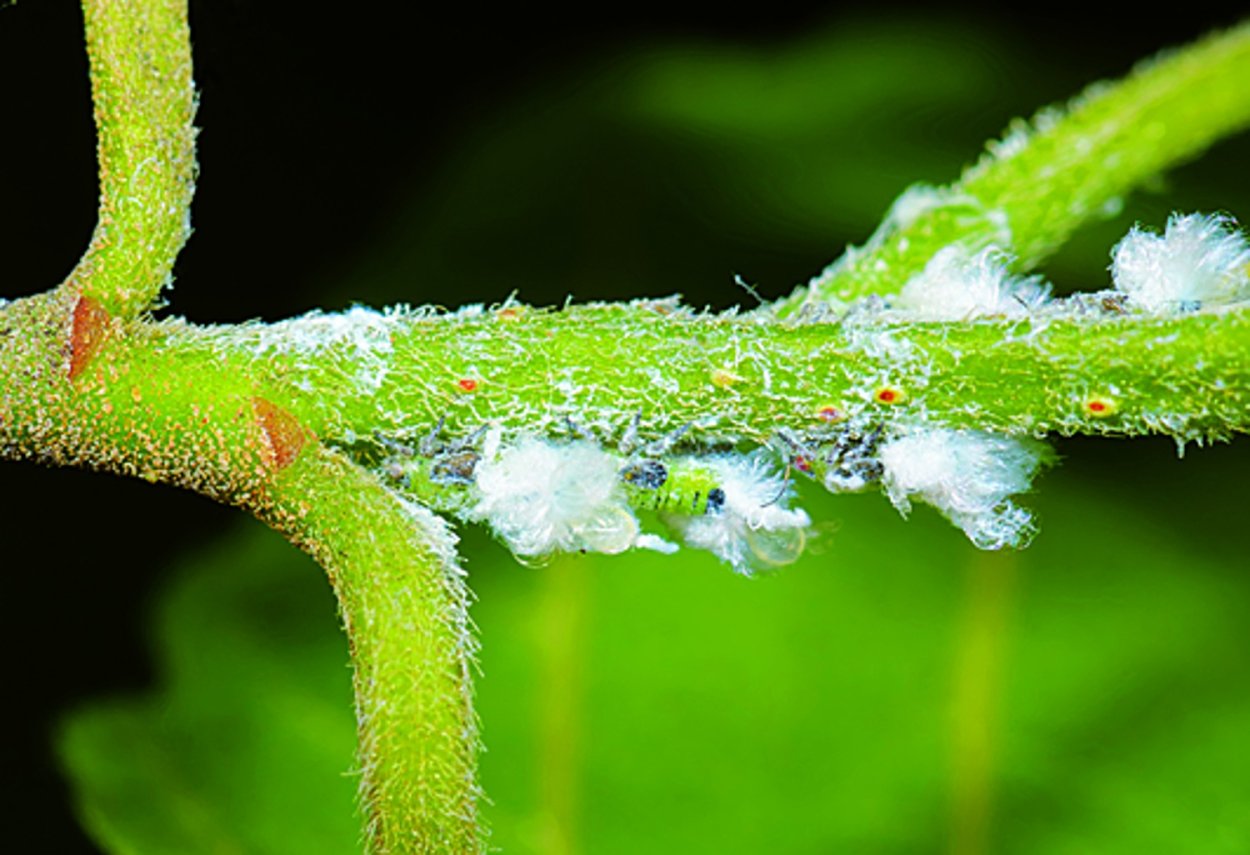 Мучнистый червец на колеусе
