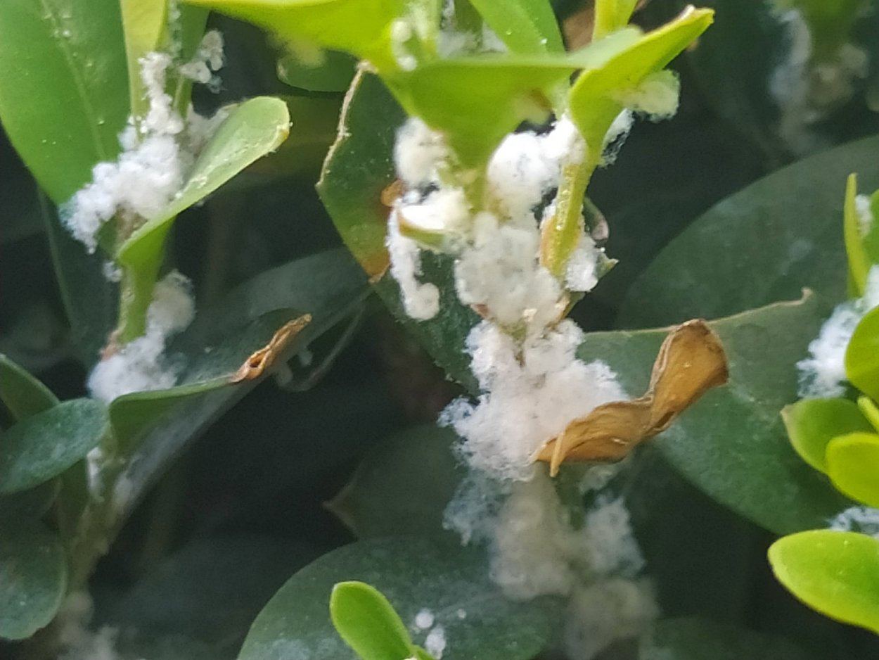 Кленовый мучнистый червец