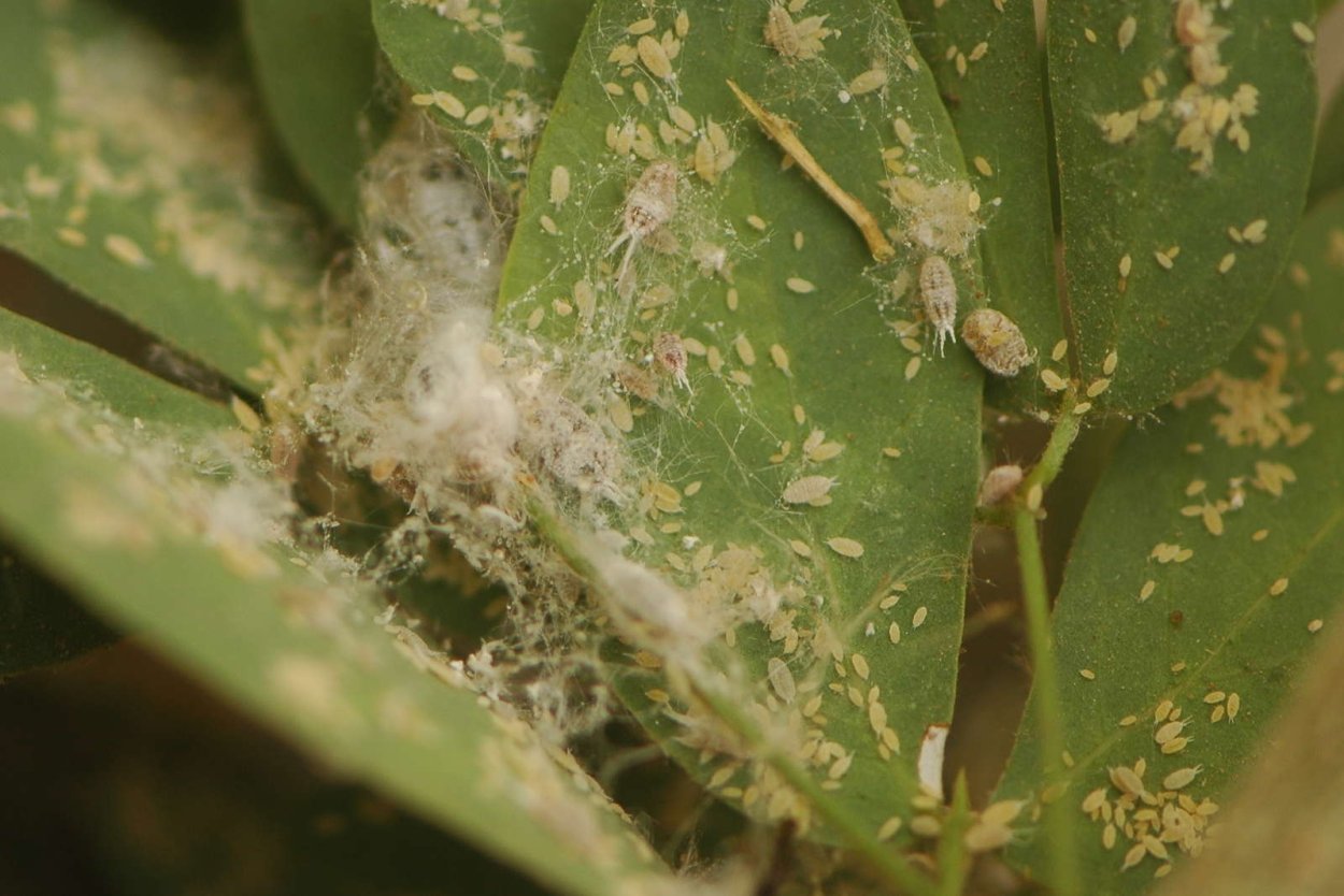 Кленовый мучнистый червец