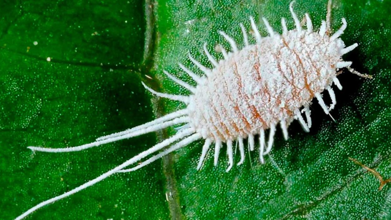 Мучнистый червец