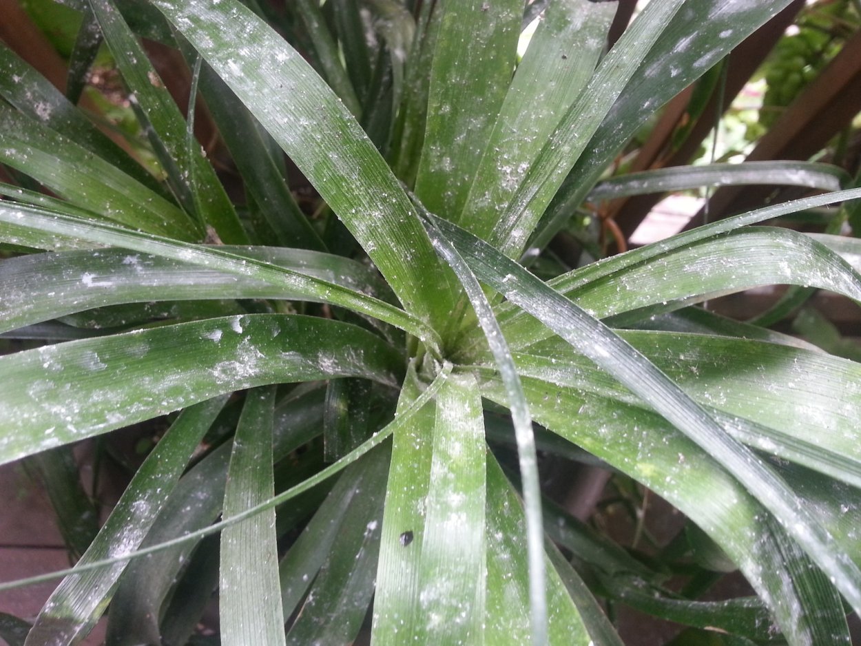 Мучнистый червец