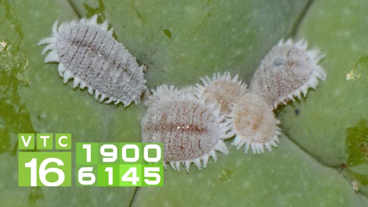 Щетинистый мучнистый червец