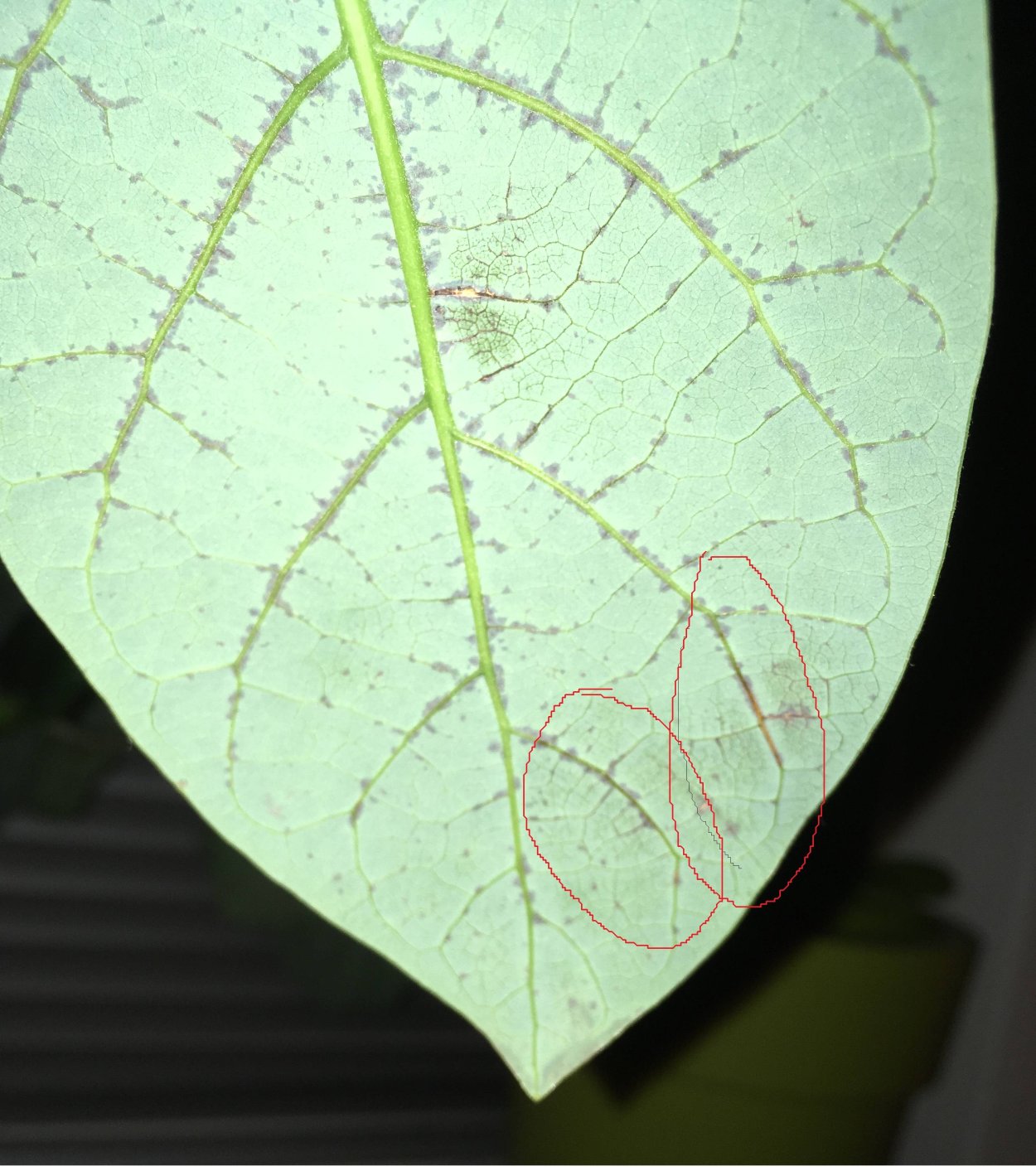 Желтые прожилки на листьях