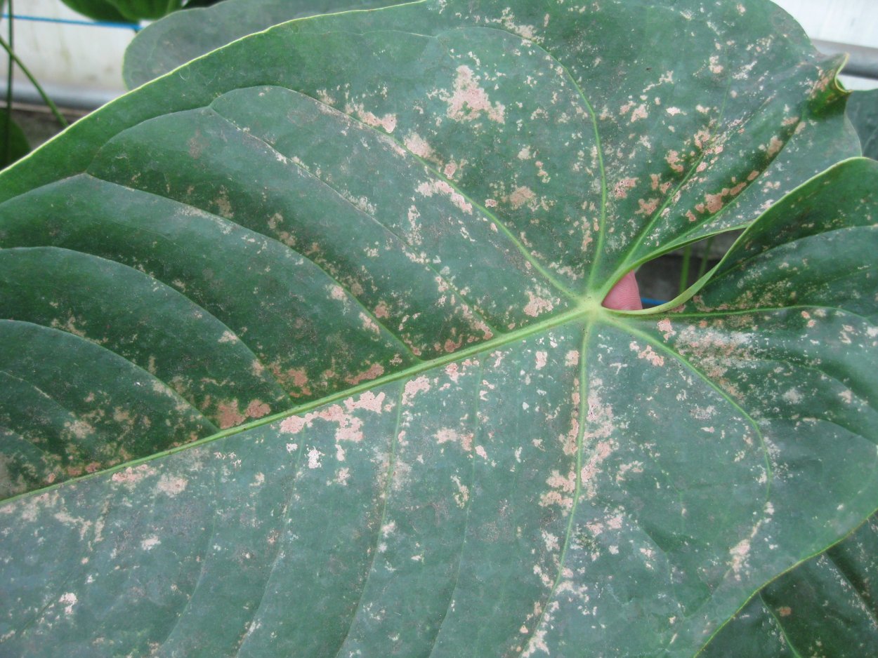 Трипсы на антуриуме