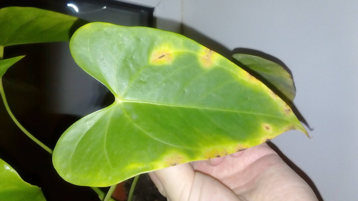Черная пятнистость Антуриум