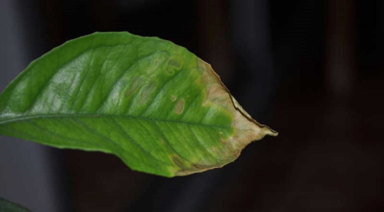 Хлороз лимона Мейера