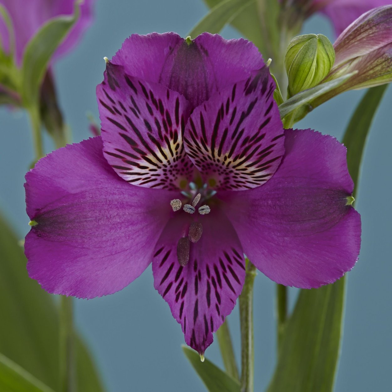 Альстермерия Dark Purple