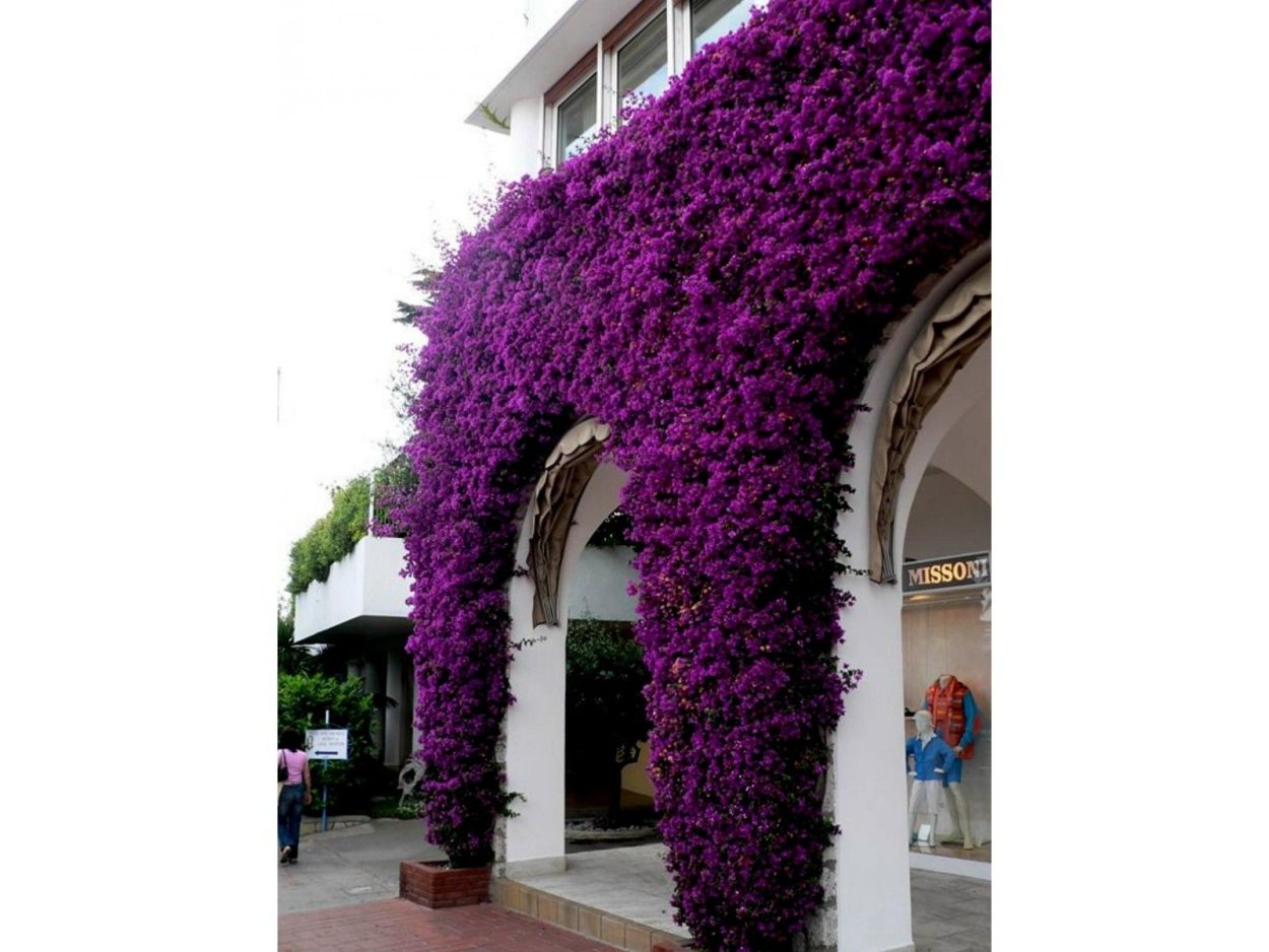 Bougainvillea spectabilis