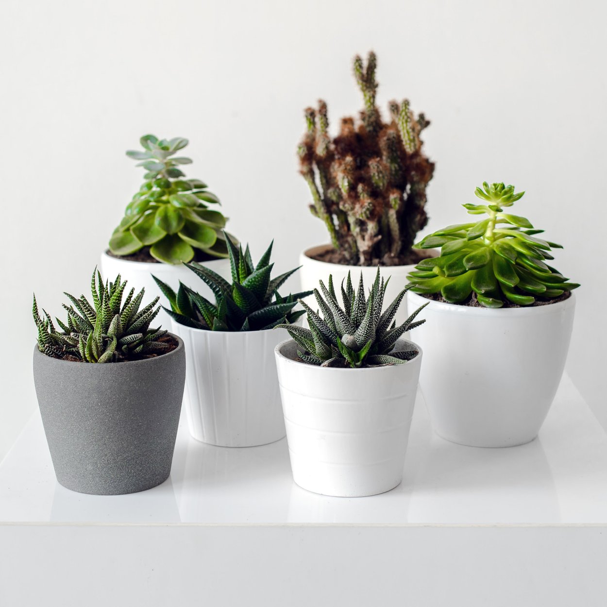 Комнатные растения Суккуленты