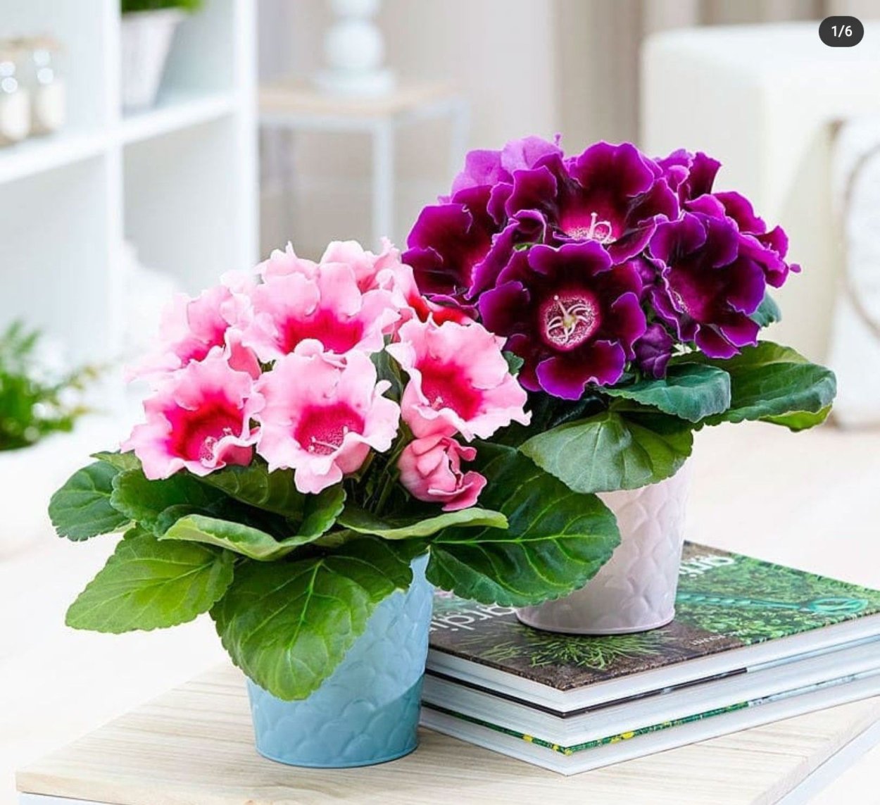 Глоксиния Аванти f1