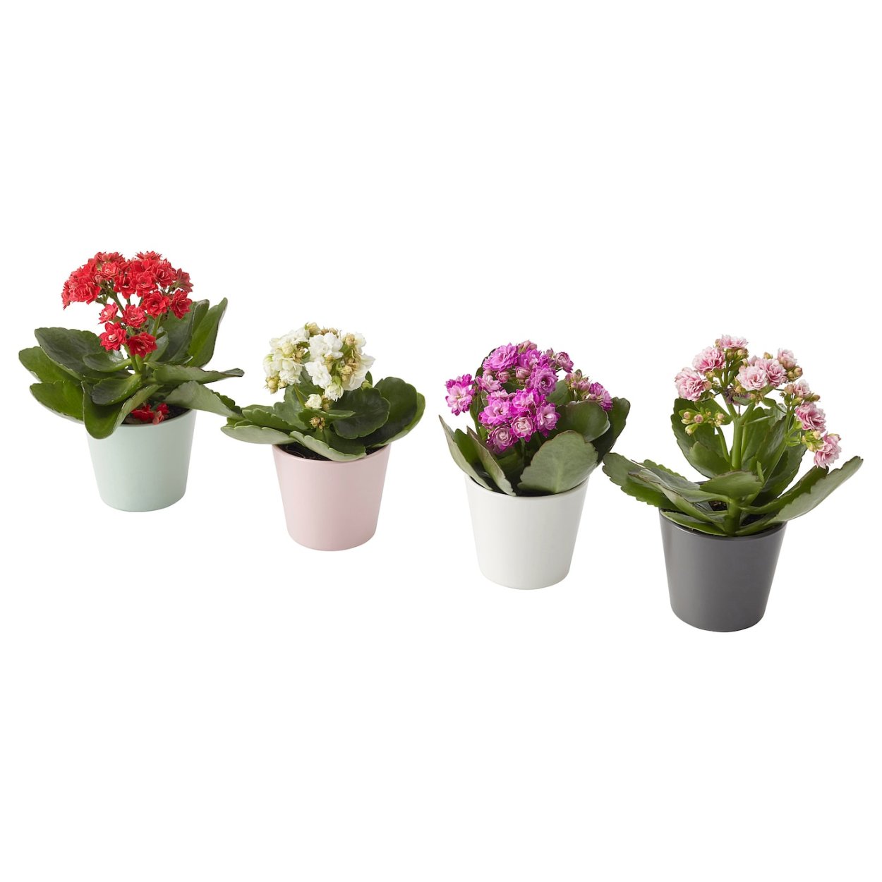 Каланхоэ каландива белая