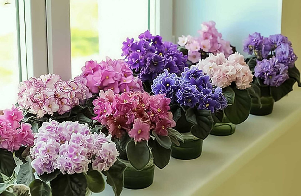 Фиалка сенполия комнатная