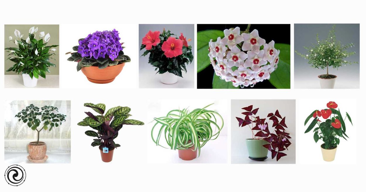 Комнатные растения приносящие в дом