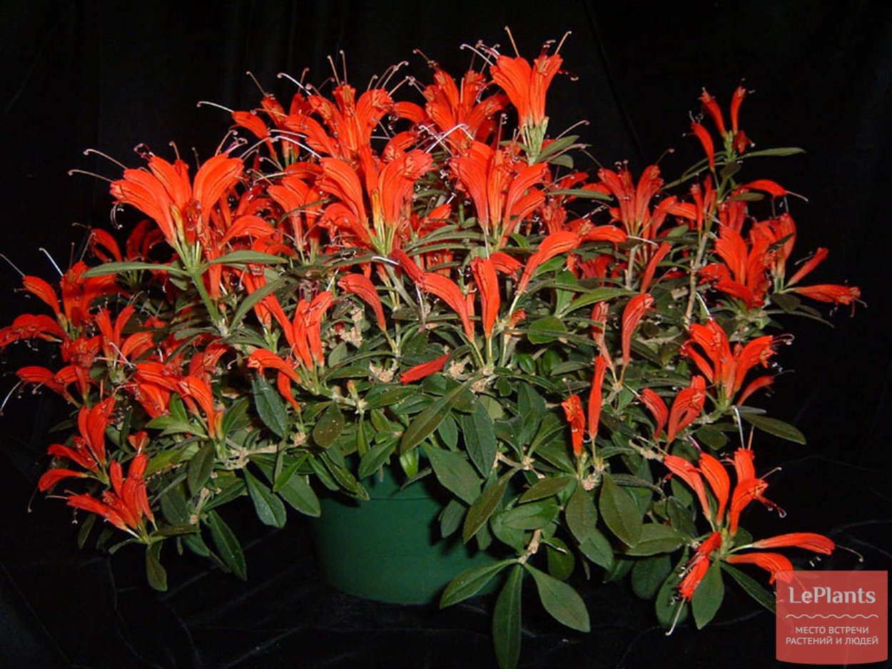 Эсхинантус Белла Донна