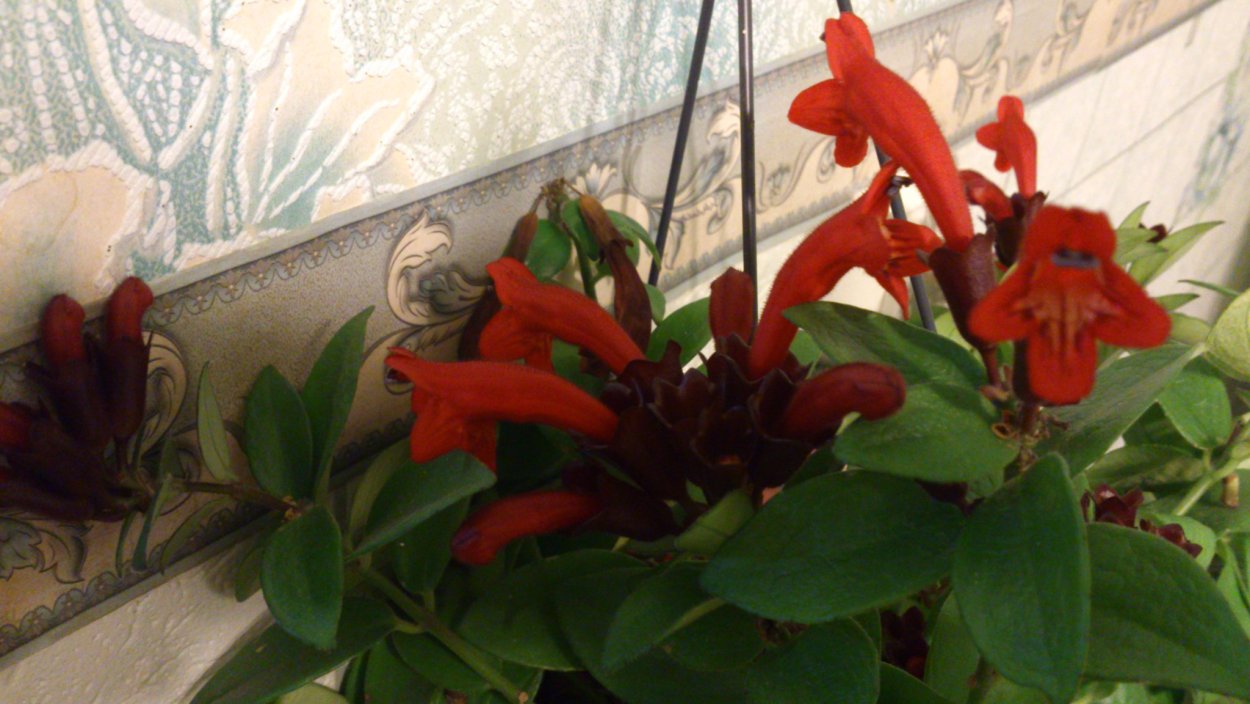 Эсхинантус мраморный цветение