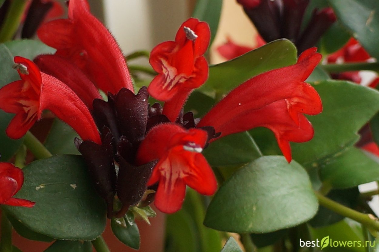 Эсхинантус Белла Донна