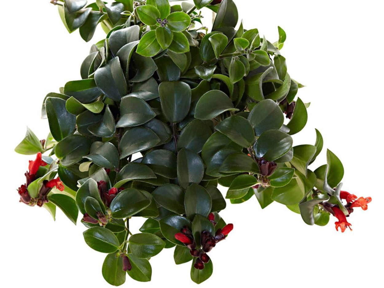 Эсхинантус Мона