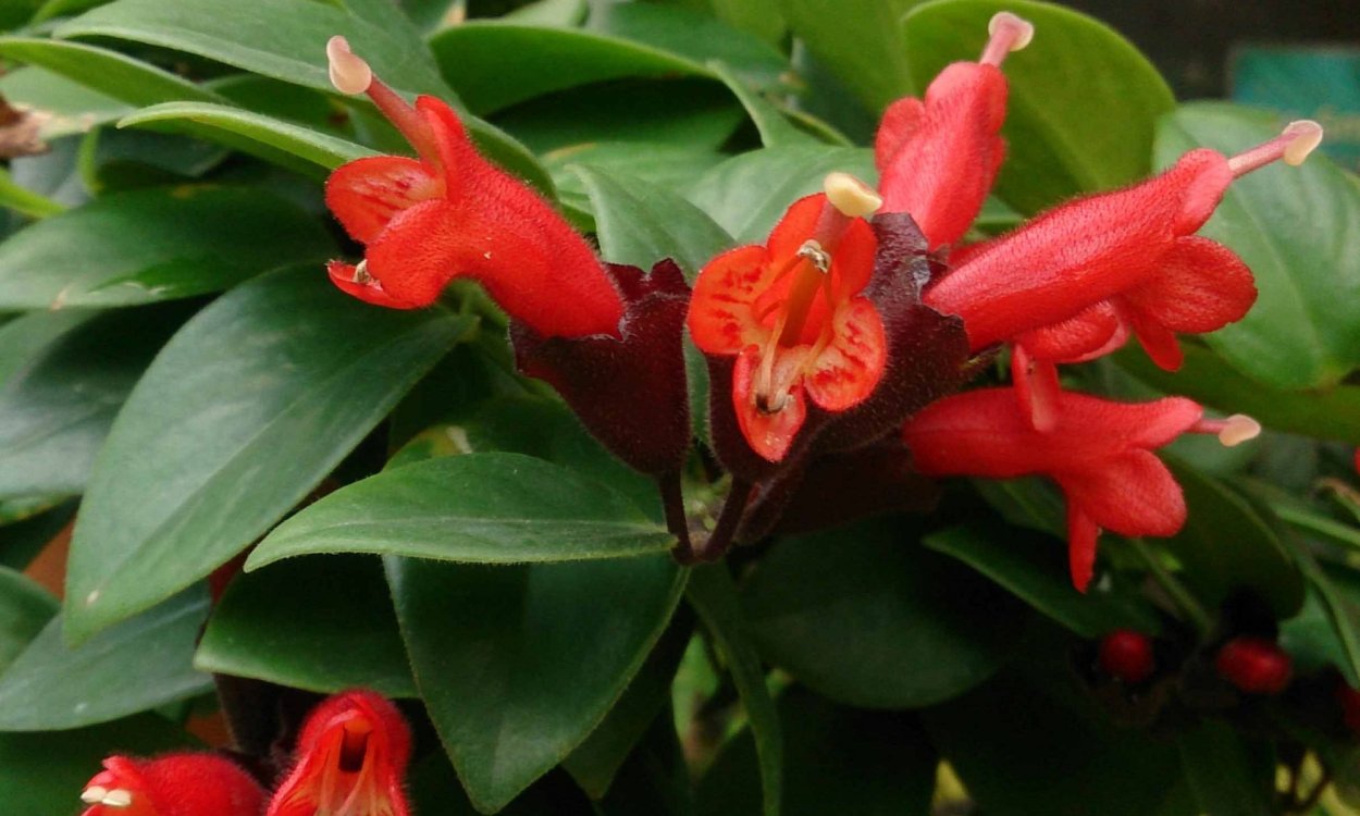 Эсхинантус Мона Лиза бутоны