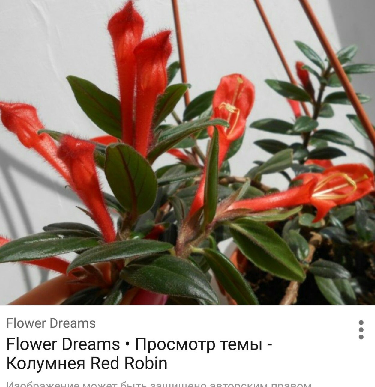 Эсхинантус колумнея