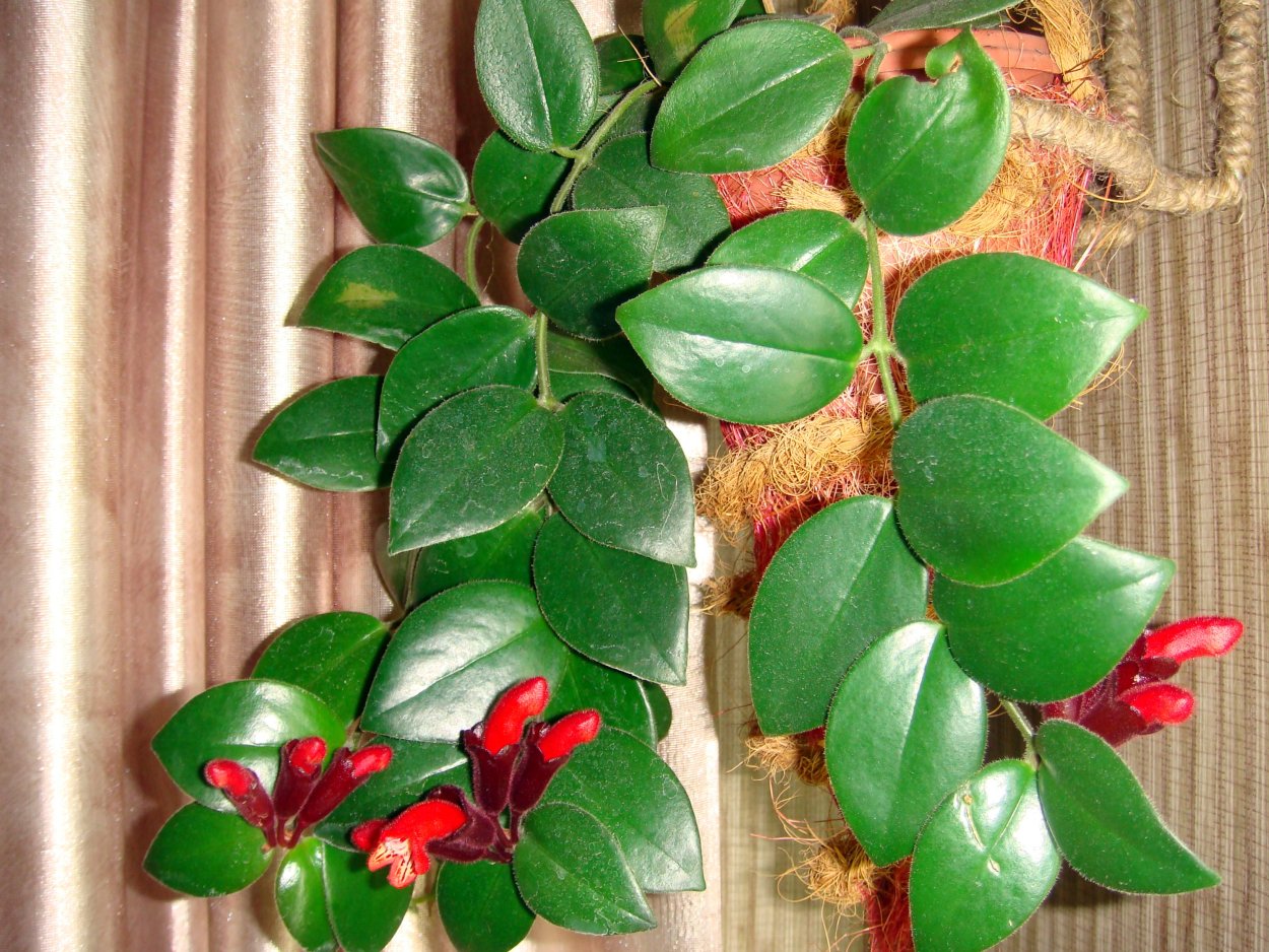 Эсхинантус ellipticus