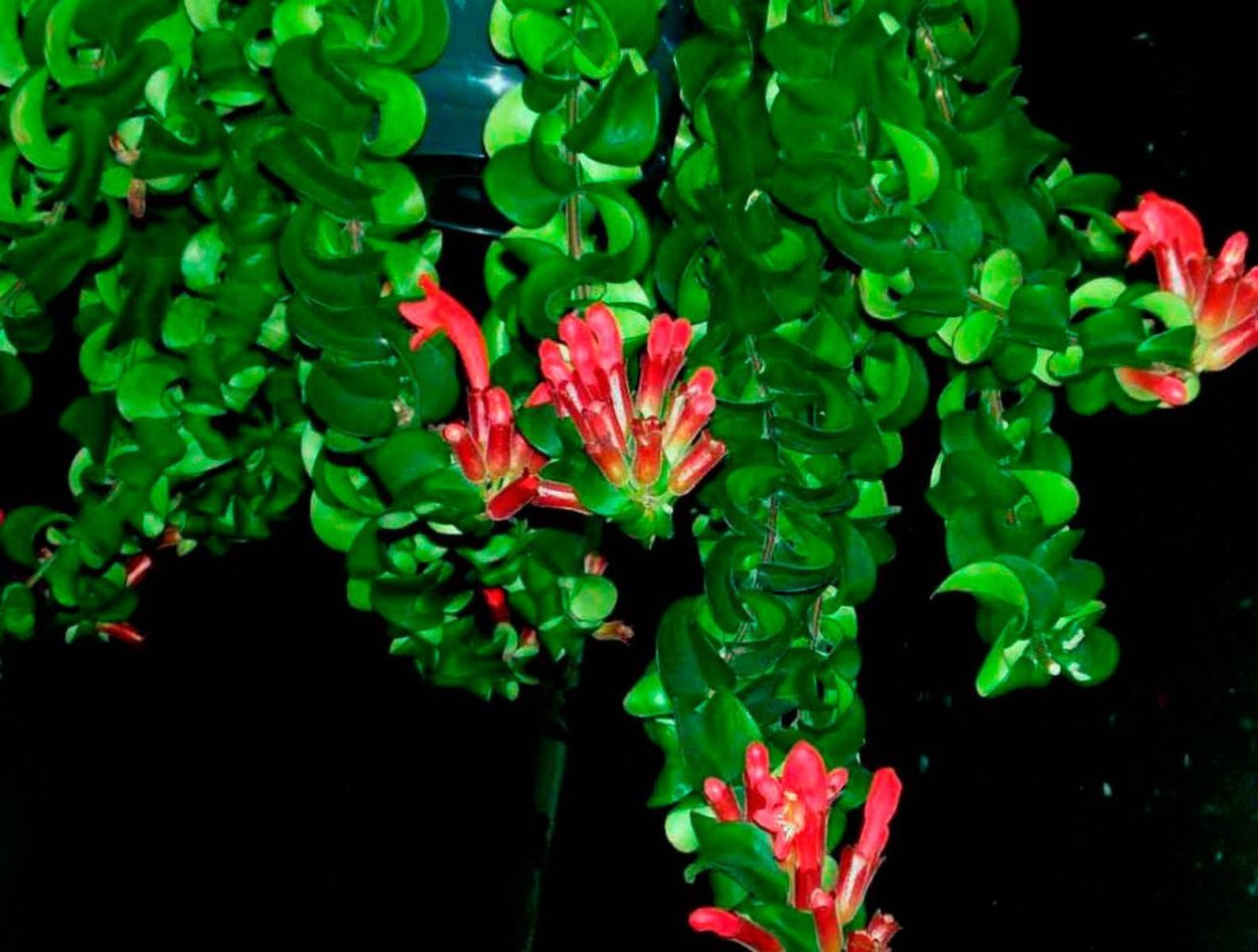 Эсхинантус Жар птица