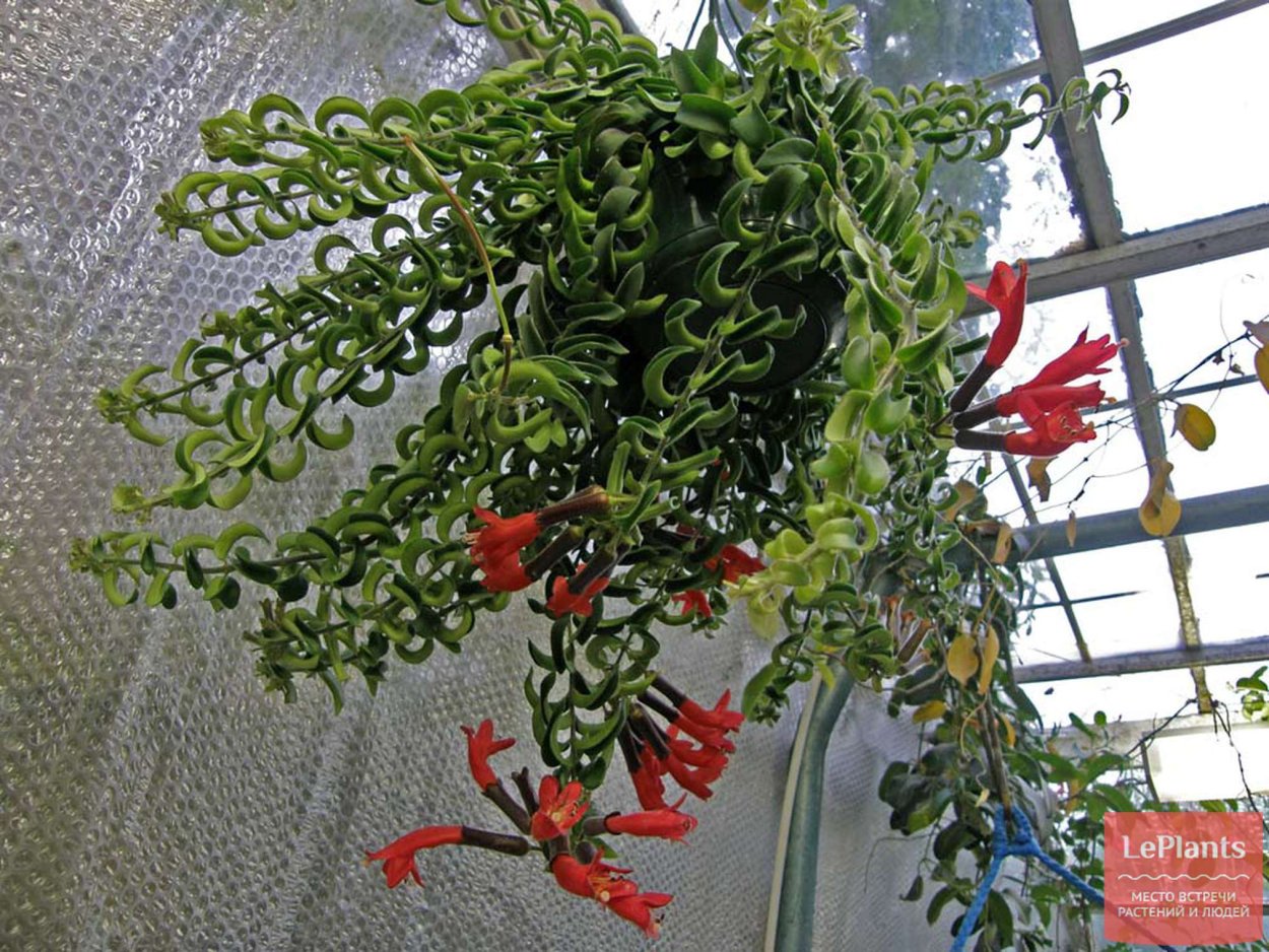 Эсхинантус твистер цветок