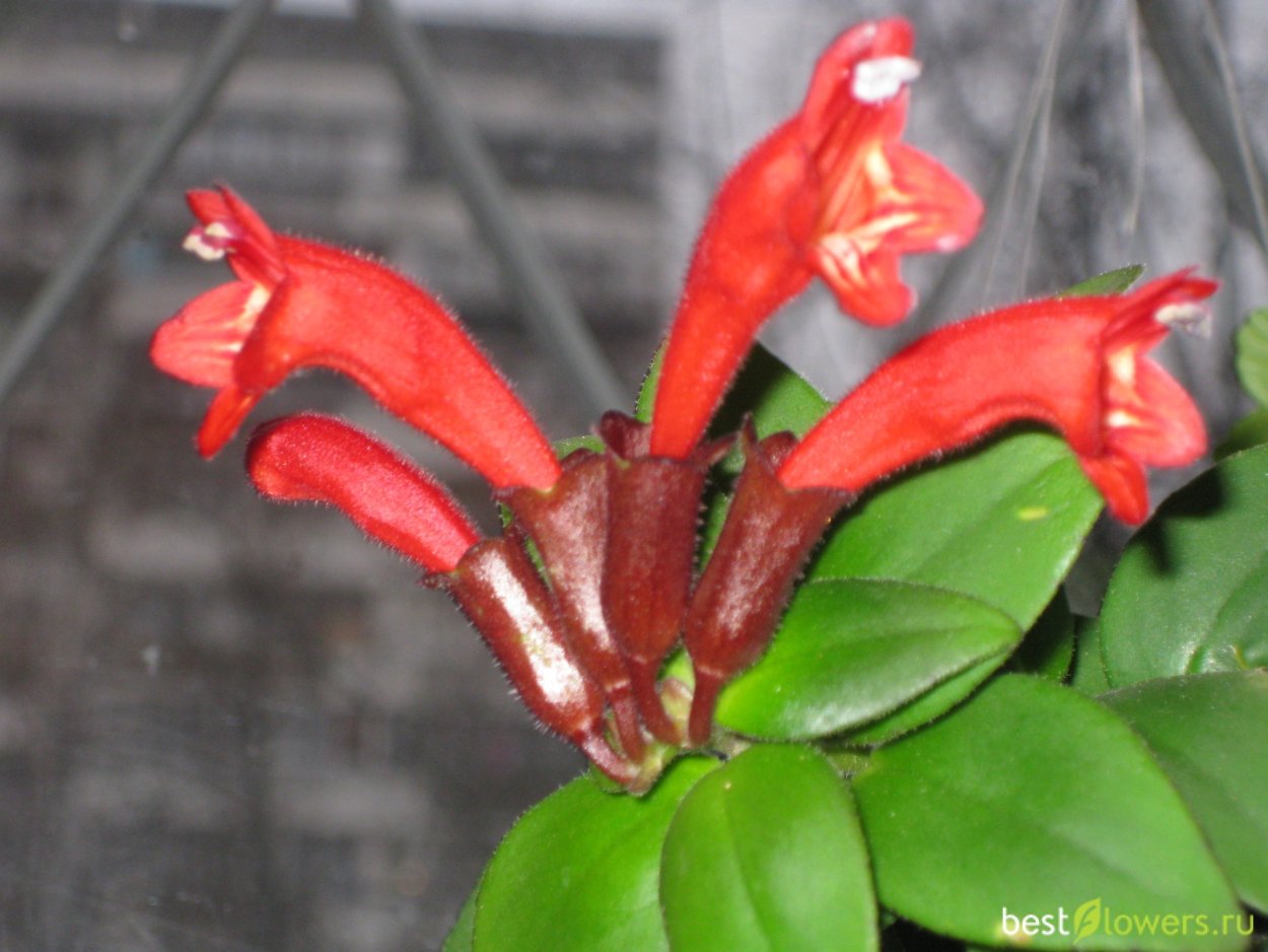 Эсхинантус Пинк полка