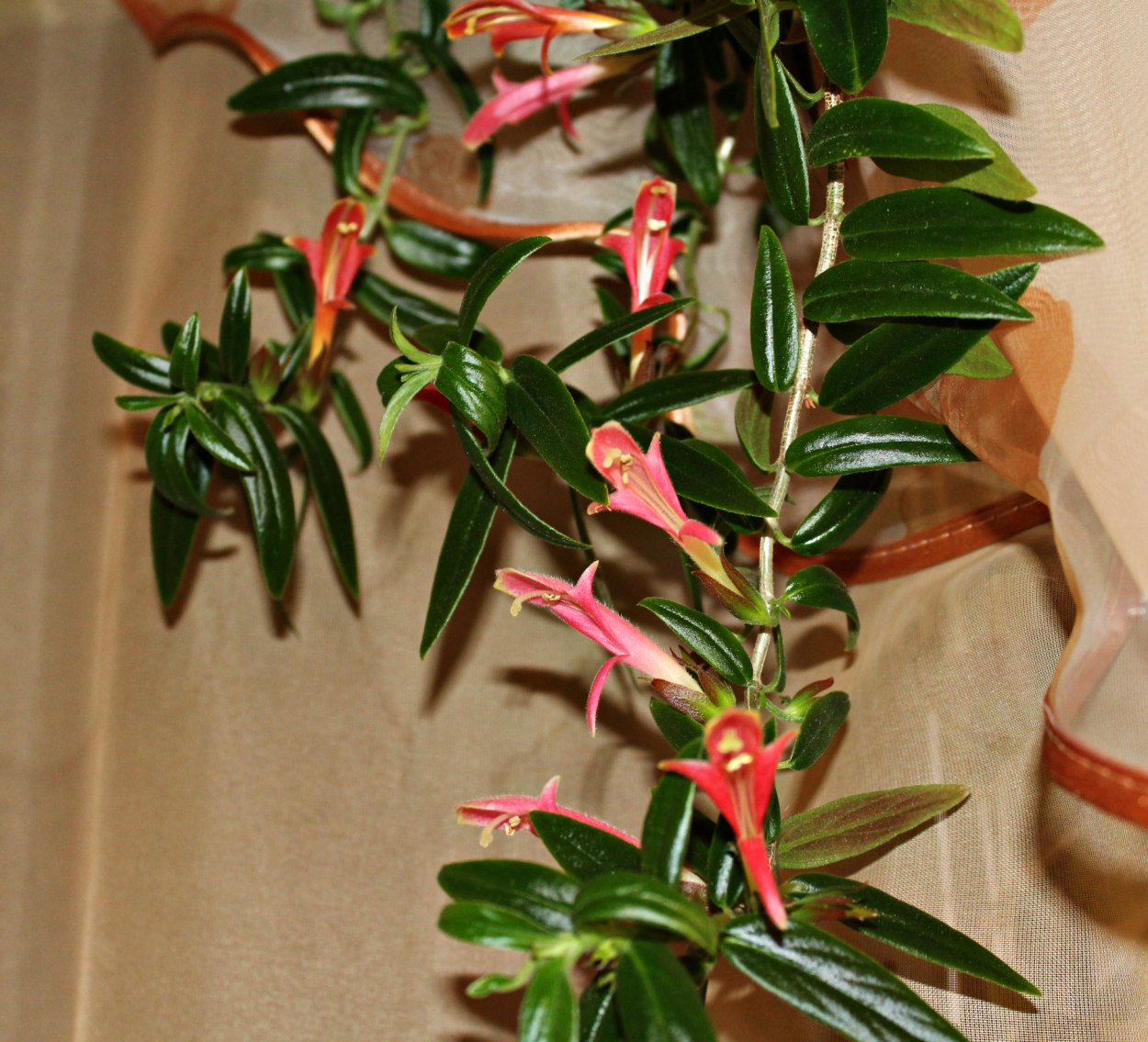 Эсхинантус колумнея