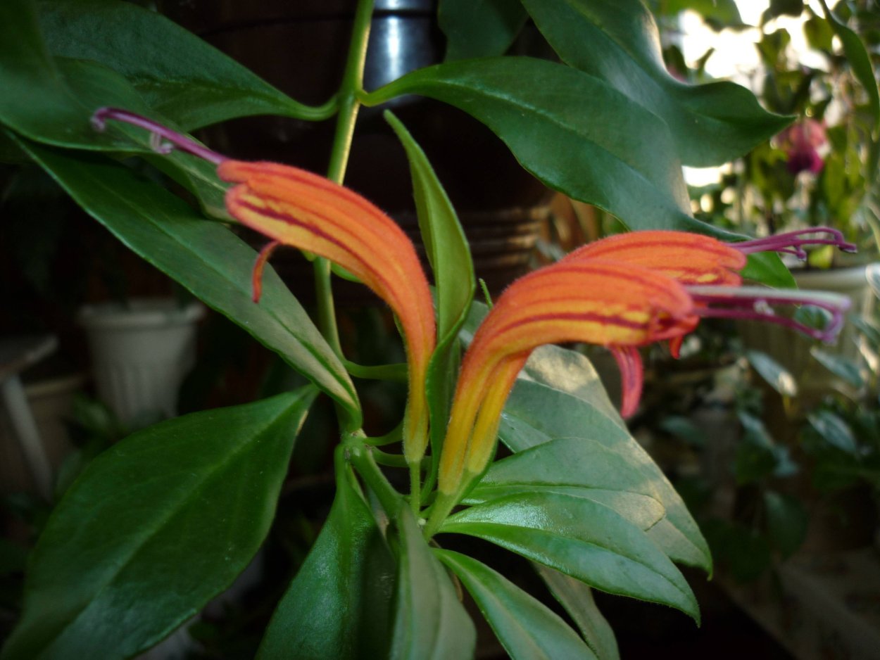 Эсхинантус великолепный